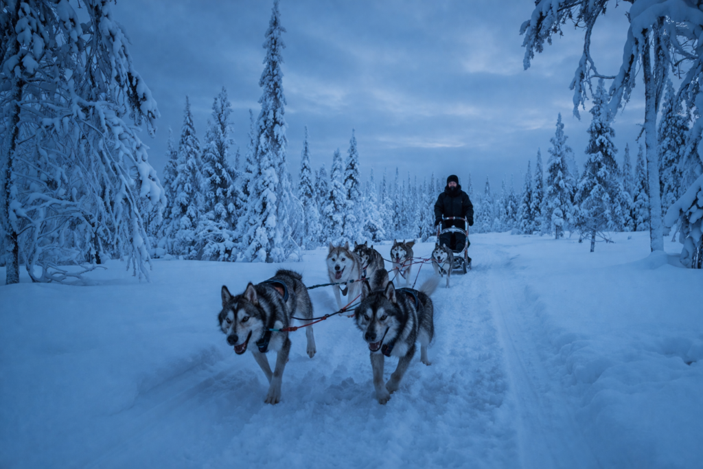 unforgettable husky experiences