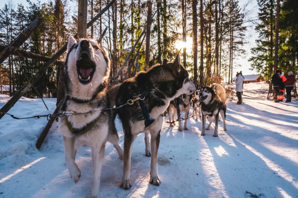 ethical animal experiences in Lapland