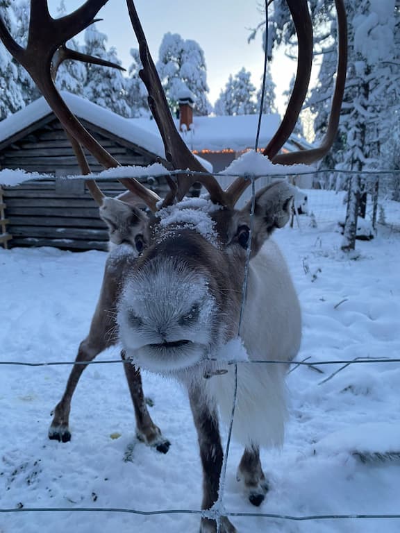 Magical Reindeer Experiences In Lapland