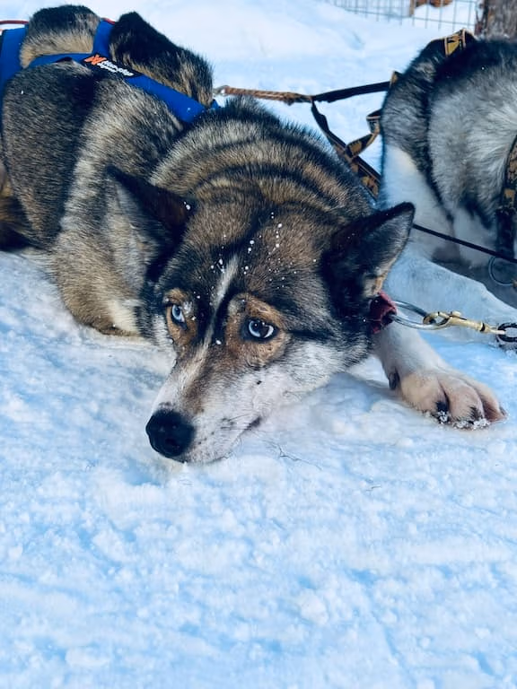 huskies resting