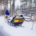 Reindeer sledge ride about to start