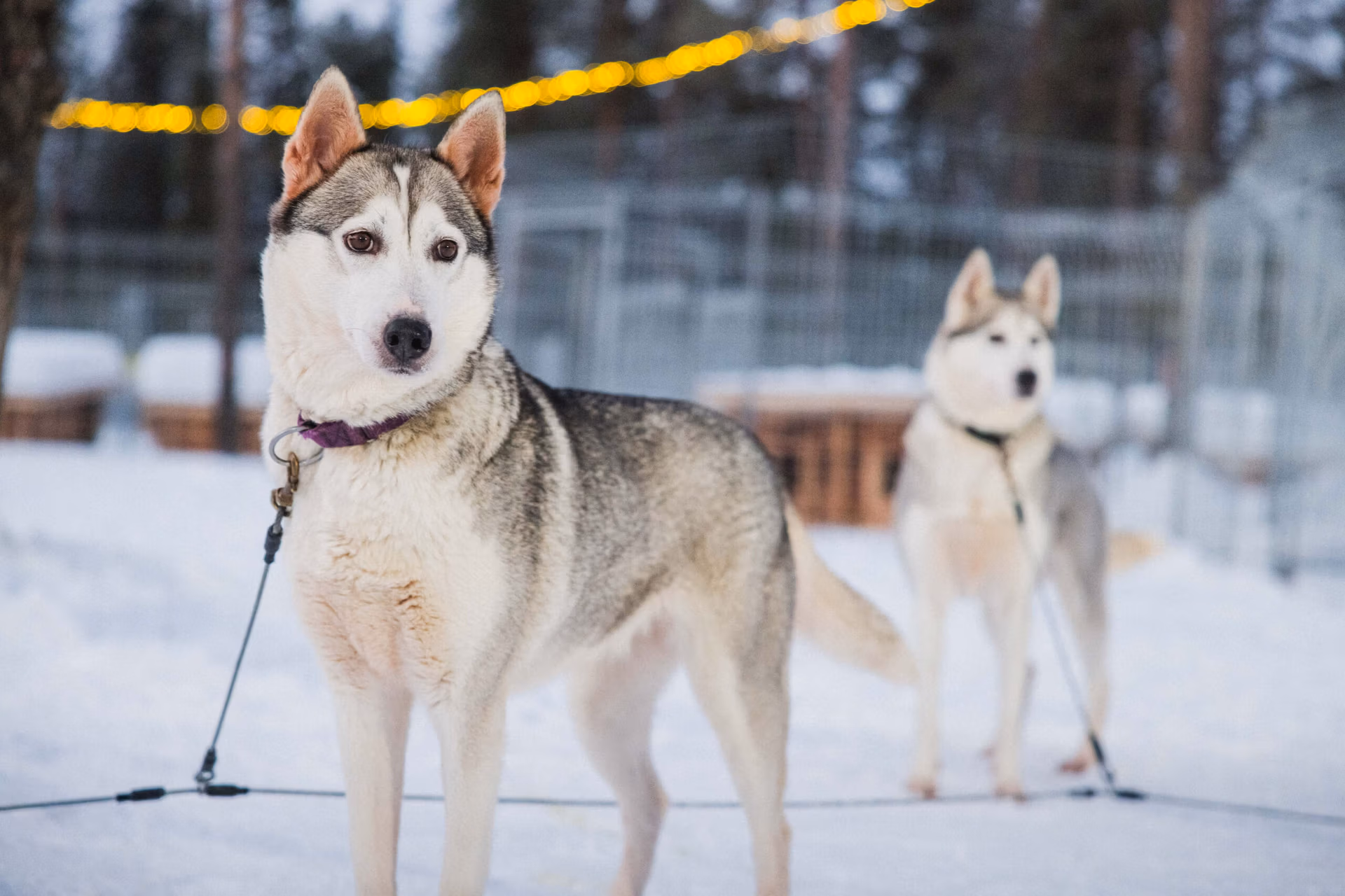 Huskies waiting