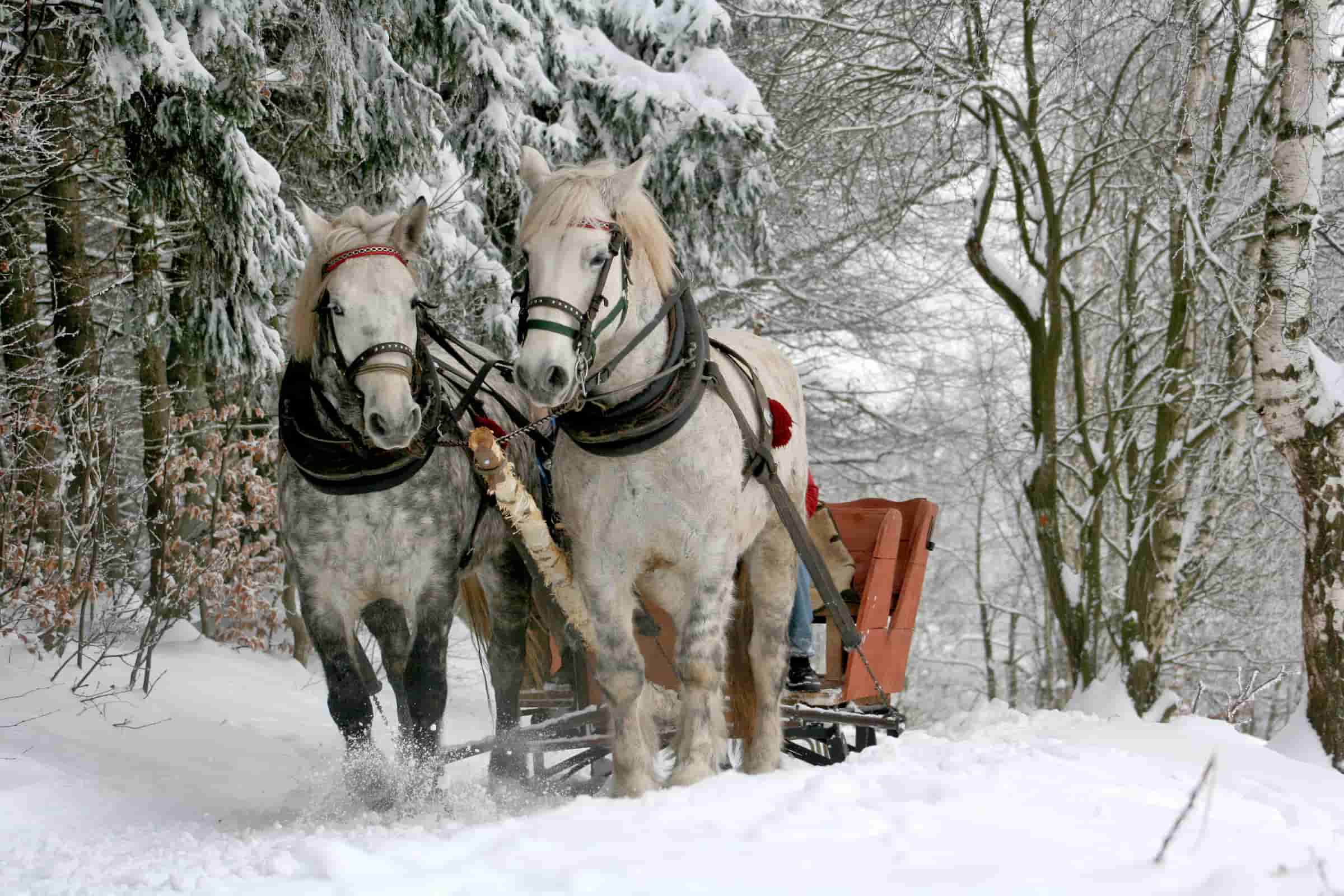 Horse sledge in the winter forest