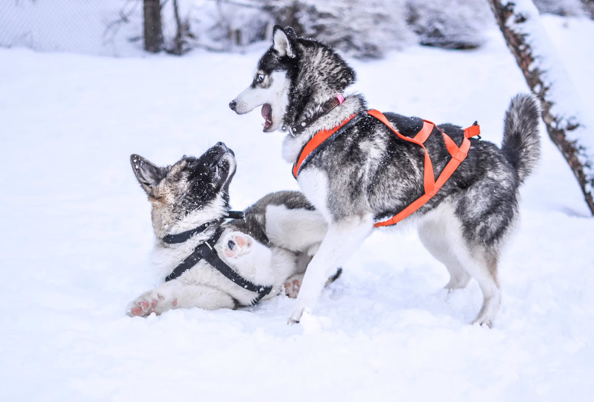 two huskies playing in snow