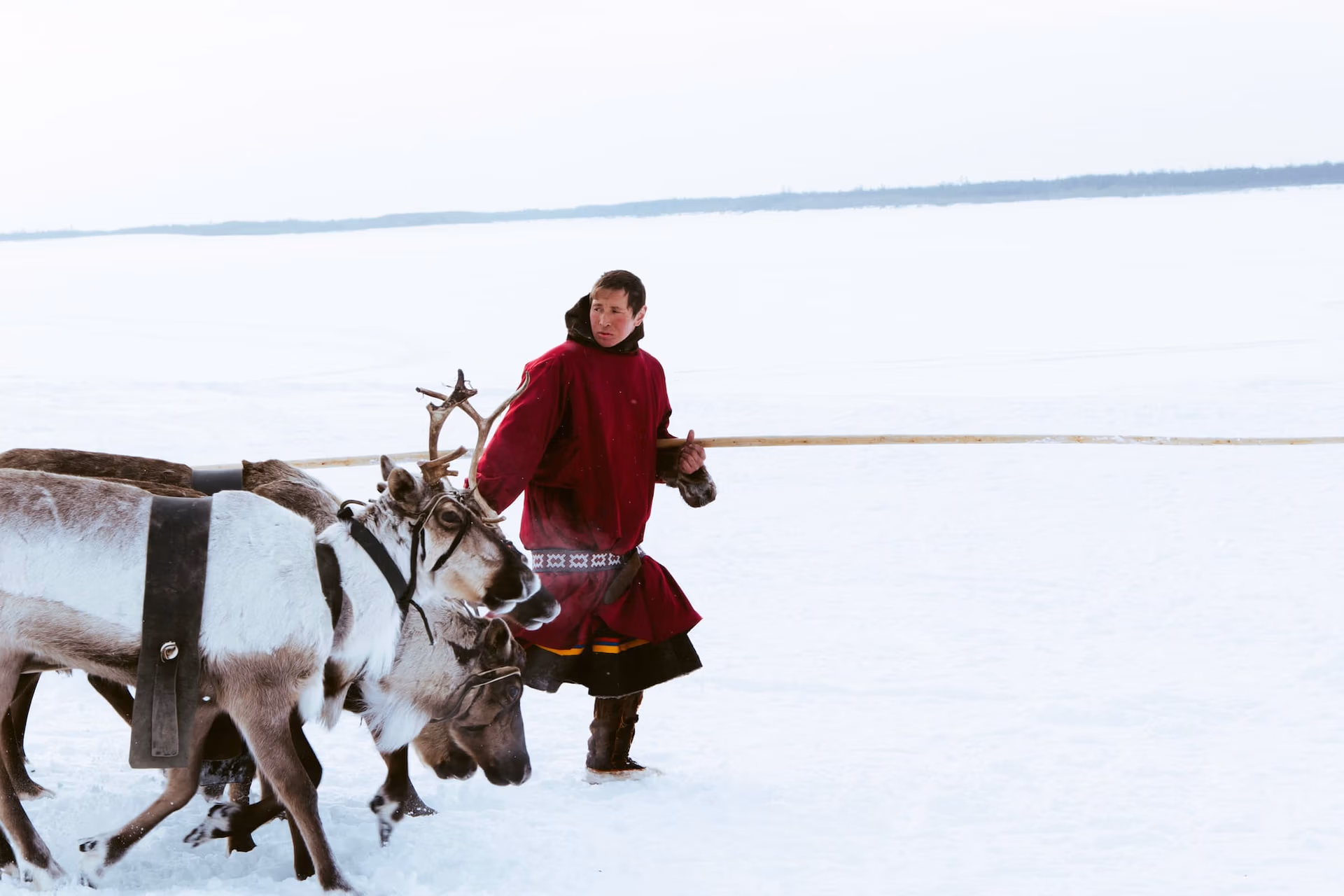 reindeers on frozen lake